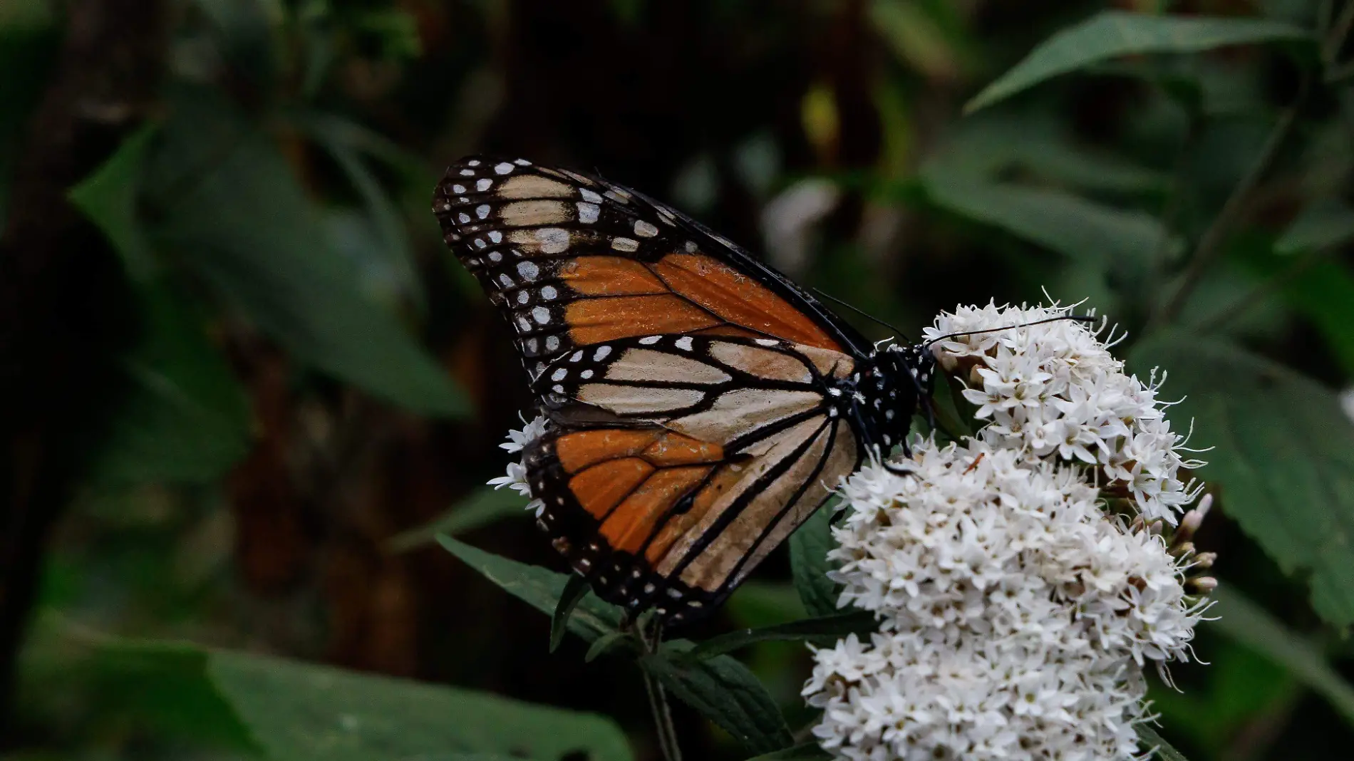 Mariposa Monarca